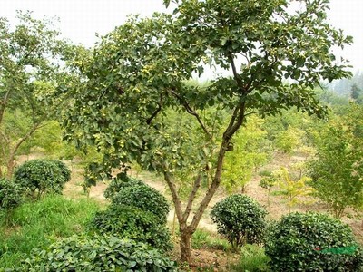 浙江山楂樹木種植經(jīng)營指南