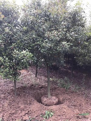 櫻花樹木種植經(jīng)營 從選種到市場(chǎng)推廣的全方位指南