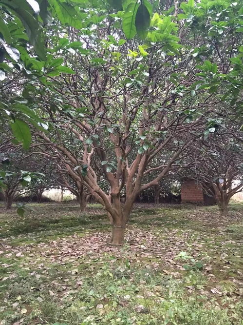 苗友苗木 目光長遠(yuǎn)，樹木種植的未來可期