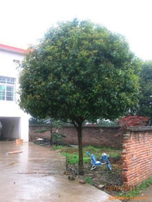 供應各類綠化苗木桂花樹 優質廠商與指導價介紹