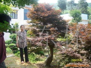 綠化苗木產(chǎn)品列表 | 第255頁(yè) 精選樹木種植指南