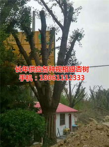 遠(yuǎn)森銀杏苗木種植專業(yè)合作社 深耕銀杏產(chǎn)業(yè)，從苗木到果實(shí)的全鏈條發(fā)展