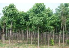 河南省太康縣國(guó)新苗木種植專業(yè)合作社 優(yōu)質(zhì)速生楸樹，規(guī)格齊全，大量供應(yīng)