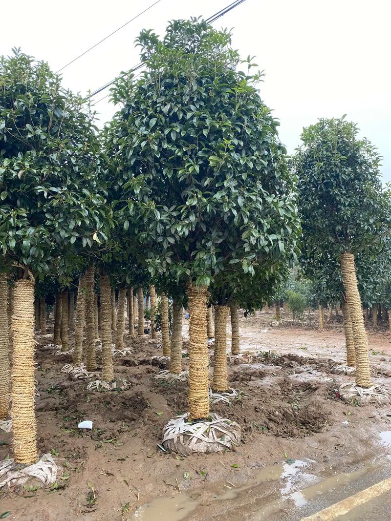 庭院添雅韻 如何選擇與種植不同規格的桂花樹