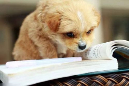 寵物服務產(chǎn)業(yè)中的商機 掘金愛寵經(jīng)濟新藍海