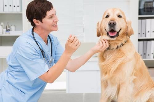 深圳福田區(qū)下沙夜間營業(yè)寵物醫(yī)院急診服務指南