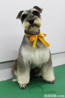 寵物美容服務全攻略 從專業(yè)美容師到貼心扮靚方案