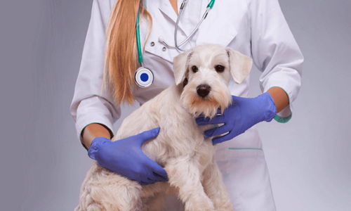 新瑞鵬寵物醫(yī)療集團獲數(shù)億美元戰(zhàn)略融資，騰訊領投推動寵物服務創(chuàng)新
