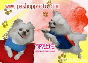 香港沙田禾輋商場百合照相館 專業(yè)寵物攝影服務