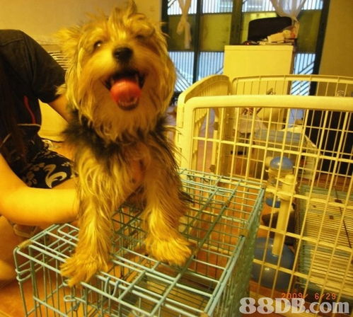 Cindy Pet Beauty 專業(yè)上門寵物美容服務，讓愛寵享受尊貴體驗