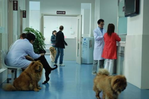 深圳市羅湖田心村24小時寵物醫(yī)院上門急診 專業(yè)寵物服務，全天候守護愛寵健康