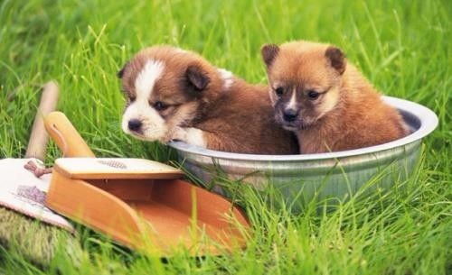 深圳羅湖水庫(kù)24小時(shí)寵物醫(yī)院 全天候守護(hù)您的愛寵健康