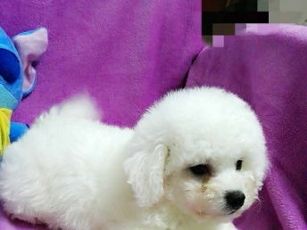 深圳寵物美容服務 專業(yè)呵護寵物的每一處細節(jié)