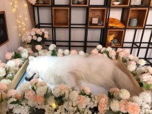 保定寵物服務機構 全方位守護您的愛寵健康與幸福